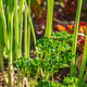 Image for article titled Use 'Companion Planting' to Grow a More Fruitful Garden